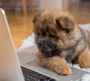 curious puppy lying on the floor and looking at laptop